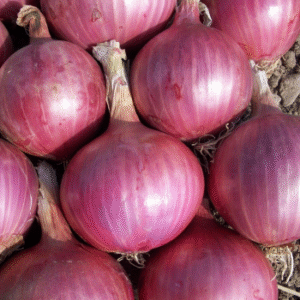 Onion