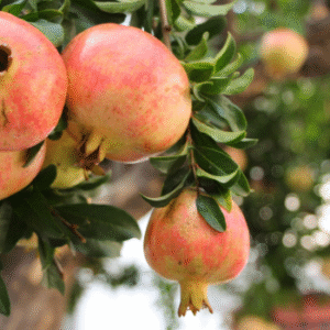 Pomegranate