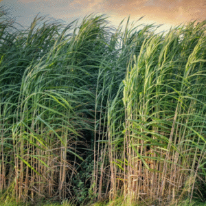 Sugarcane