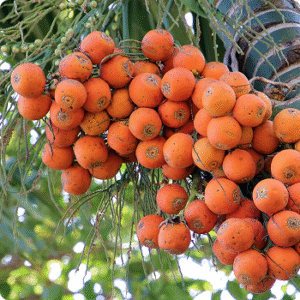 Arecanut