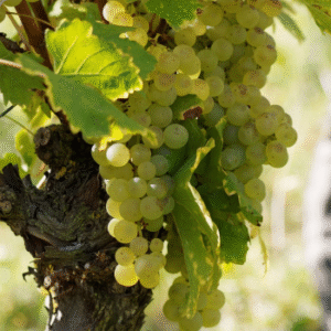 Grapes