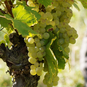 Grapes